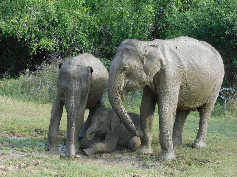 Udawalawe Safari Tour from Hambantota Port (Shore Excursion) - What the $67 package really covers