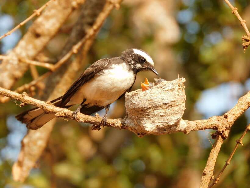 Udawalawe Safari Tour from Tissamaharama/Yala/Hambantota - FAQ