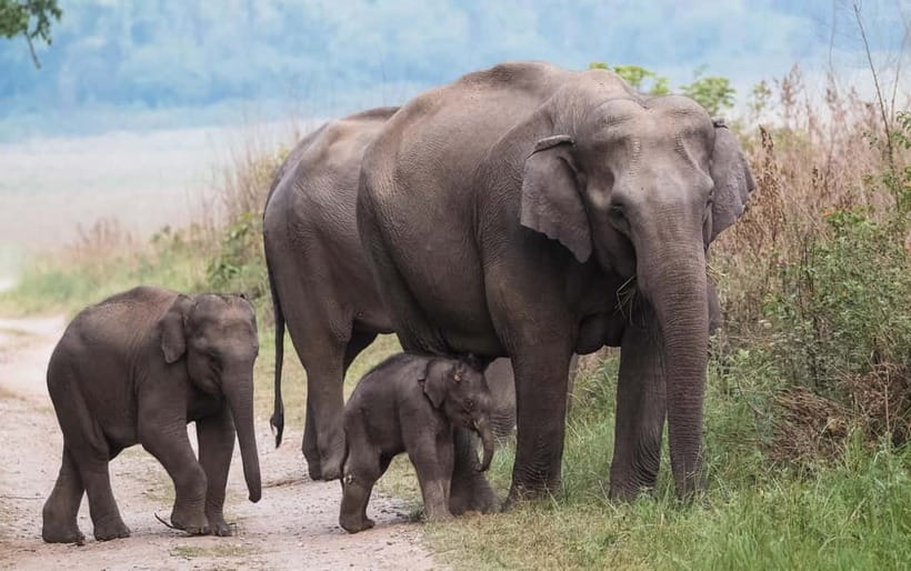 Udawalawe Safari Tour from Tissamaharama/Yala/Hambantota - The Elephant Transit Home adds a different kind of visit
