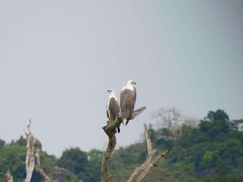 Udawalawe Safari Tour from Tissamaharama/Yala/Hambantota - What the $70 price really covers