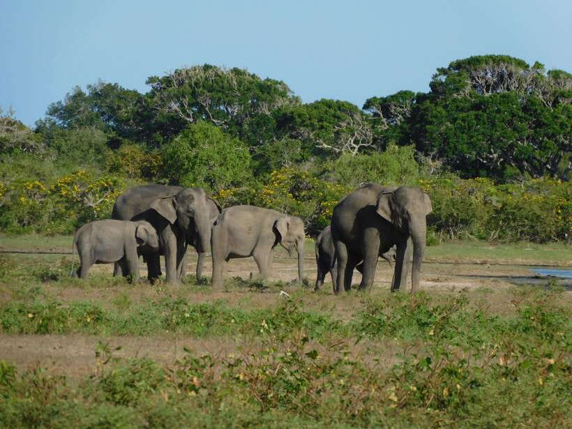 Udawalawe Safari Tour from Tissamaharama/Yala/Hambantota - Who will get the most from this safari