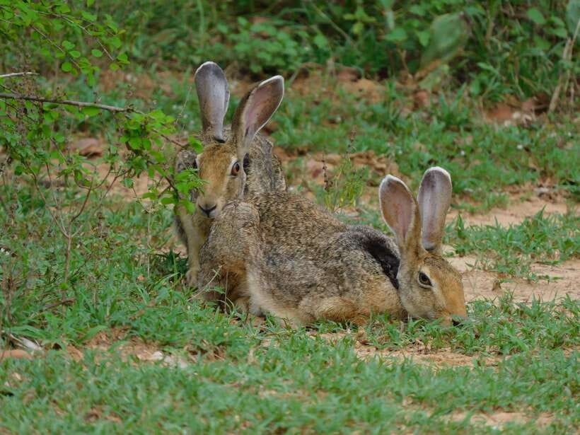 Udawalawe Safari Tour from Tissamaharama/Yala/Hambantota - Practical questions to settle before you leave