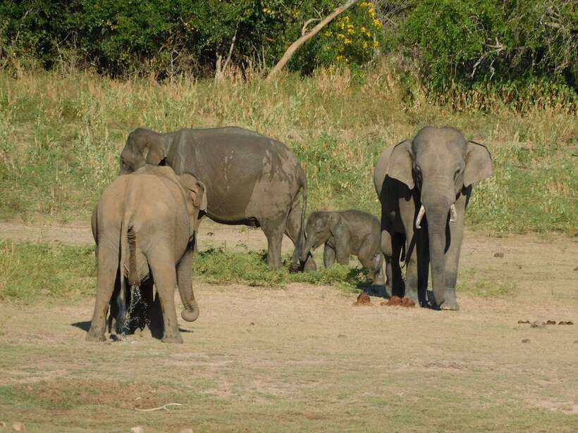 Udawalawe Safari Tour from Tissamaharama/Yala/Hambantota - Should you book the Udawalawe safari?