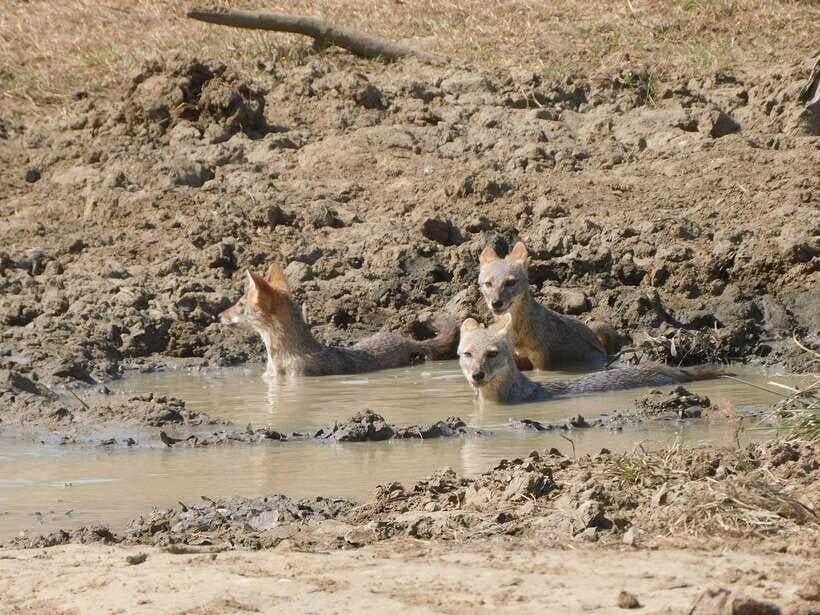 Udawalawe Safari Tour from Tissamaharama/Yala/Hambantota - Five hours among Udawalawe’s elephants and wildlife