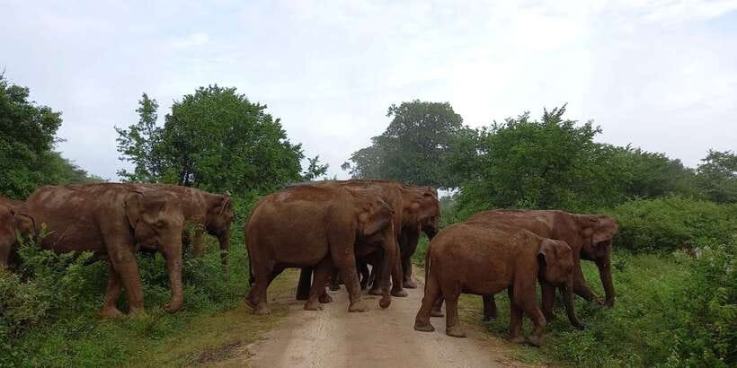 Udawalawe : Udawalawa National Park Half day Safari Tour - A Seven-Hour Route With Room to Search