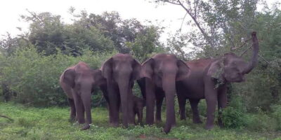 Udawalawa National Park Half day Safari Tour