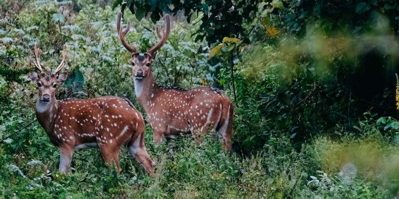 Udawalawe : Udawalawa National Park Half day Safari Tour - Practical Booking Notes for a Smoother Safari