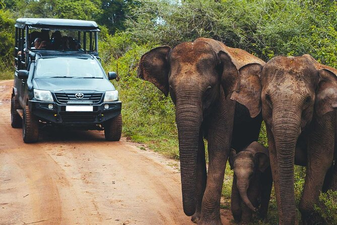 VALUE PACK! One Day Safari Tour to Yala and Udawalawa Parks - The practical side of a very long safari day
