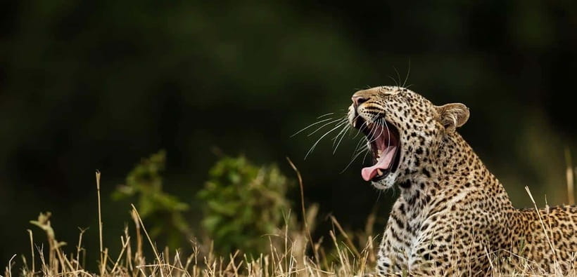 Value Tour: One Day Safari Trip to Yala & Udawalawe w/ Lunch - Why this one-day safari is appealing