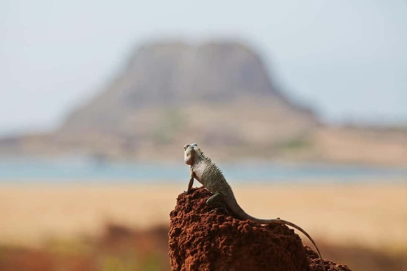 Value Tour: One Day Safari Trip to Yala & Udawalawe w/ Lunch - What the $57 price really covers