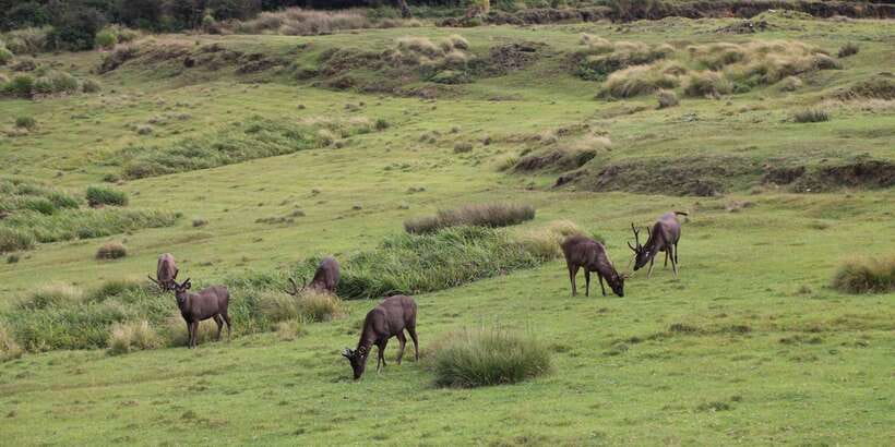 Visit Horton plains and Nuwara Eliya from Ella - Is $60 a fair price from Ella?