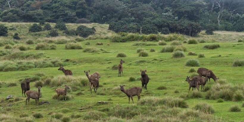 Visit Horton plains and Nuwara Eliya from Kandy - Who should book this Kandy day trip?