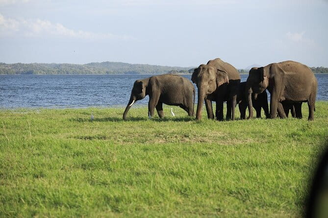 Visiting the Historical Polonnaruwa Ruins and Minneriya Safari - Starting from Anuradhapura at 7:30 am