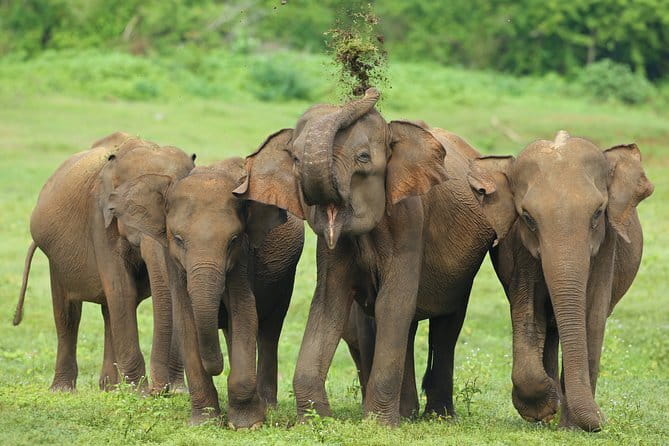Walawe Palm Safari Udawalawe - Wildlife you may see
