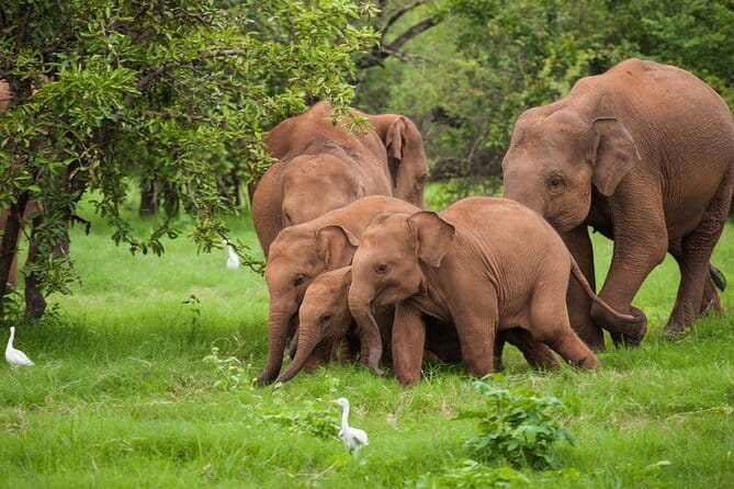 Walawe Palm Safari Udawalawe - Food, special diets, and the day’s practical comfort