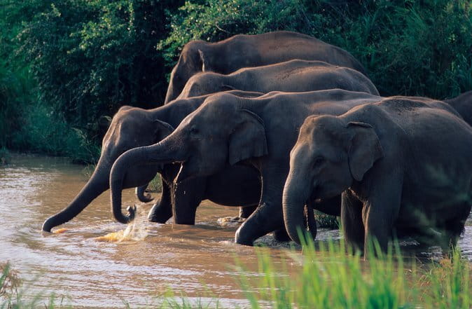 Wasgamuwa National Park Safari from Kandy - Why Wasgamuwa is worth the long ride from Kandy