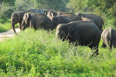 Wasgamuwa National Park Safari from Kandy