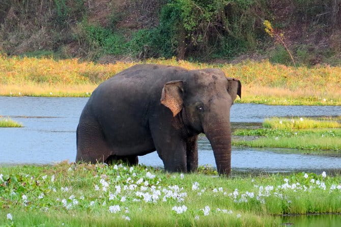 Wasgamuwa National Park Safari from Kandy - Who will enjoy this safari most