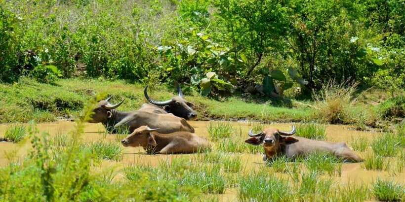 Wasgamuwa National Park Safari (Private Jeep) - Key points to know before you book