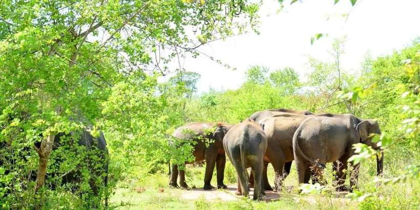Wasgamuwa National Park Safari (Private Jeep) - Why Wasgamuwa makes a good safari choice