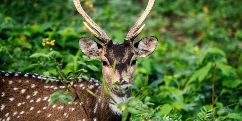 Wasgamuwa National Park Safari (Private Jeep) - What the private jeep experience is like