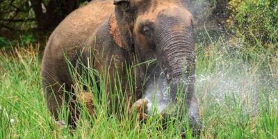 Wasgamuwa National Park Safari (Private Jeep)