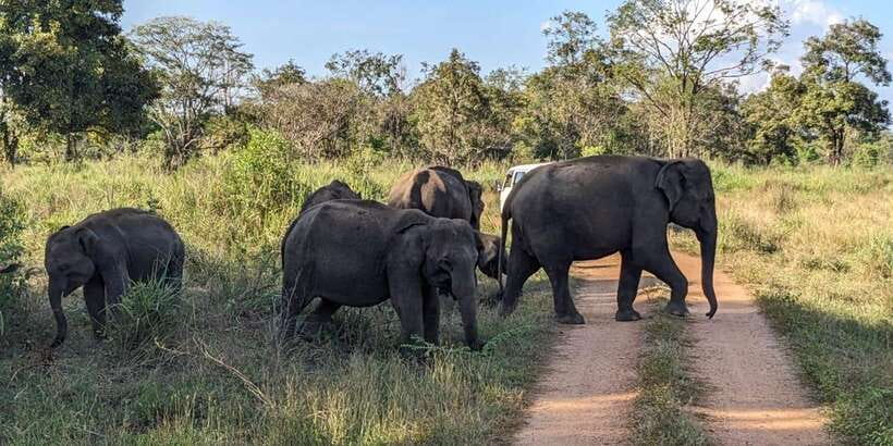 Wasgamuwa National Park Safari (Private Jeep) - The first part of the drive: forest, rivers, and patient searching
