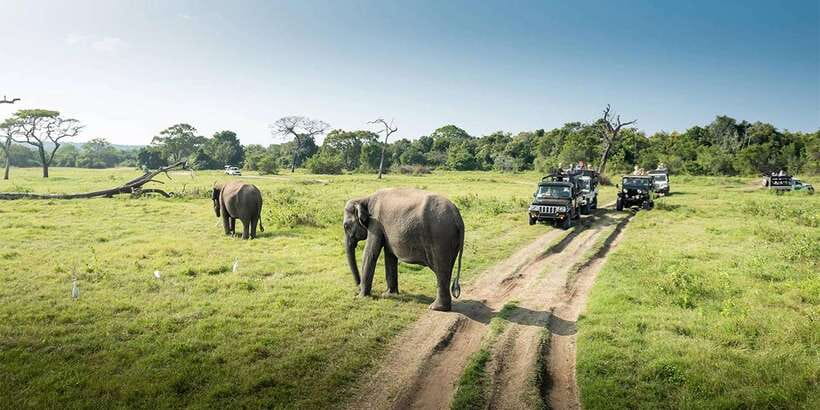 Wasgamuwa National Park Safari (Private Jeep) - Other animals and the limits of wildlife promises