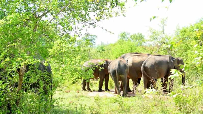 Wasgamuwa National Park Safari (Private Jeep) - What your $25 covers, and what it does not
