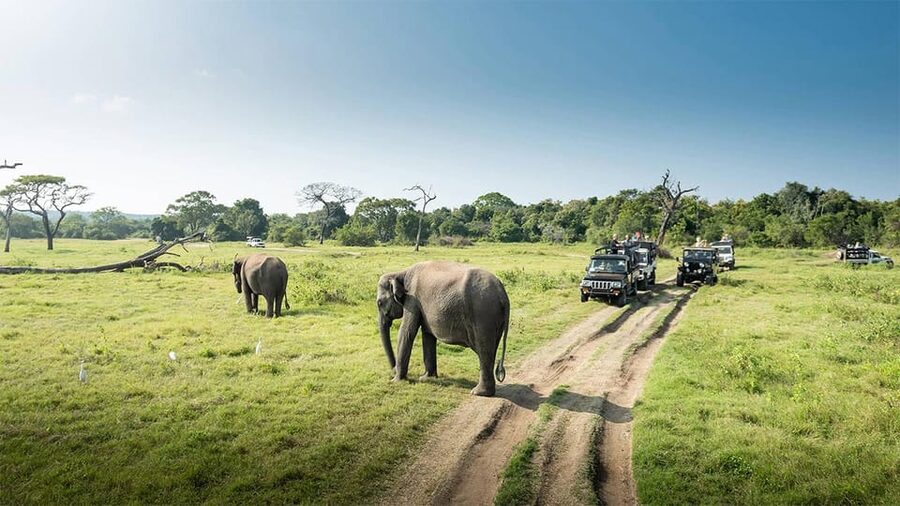 Wasgamuwa National Park Safari (Private Jeep) - Who will get the most from this safari