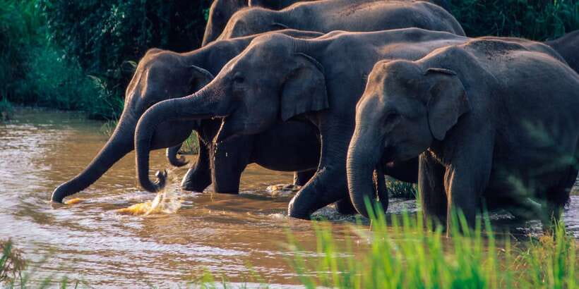 Wasgamuwa: Wasgamuwa National Park Private 3-Hour Safari - Why Wasgamuwa is worth your time
