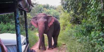 Wasgamuwa: Wasgamuwa National Park Private 3-Hour Safari