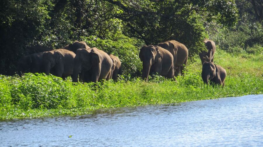 Wasgamuwa: Wasgamuwa National Park Private 3-Hour Safari - Elephants are the main event