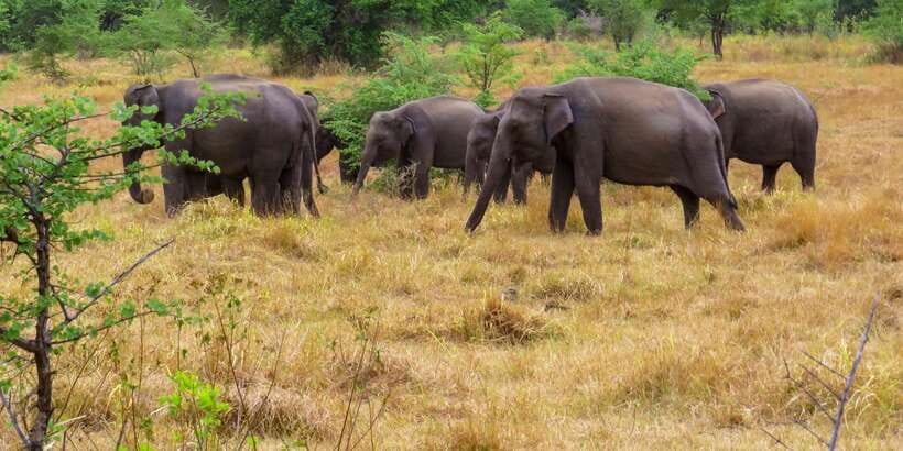 Wasgamuwa: Wasgamuwa National Park Private 3-Hour Safari - How it fits with Polonnaruwa and Dambulla