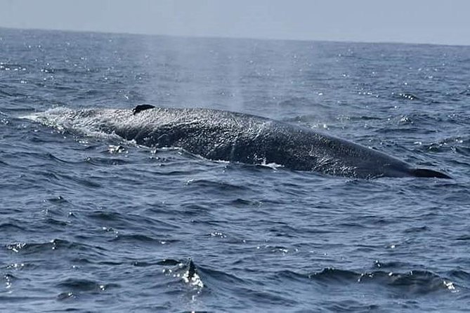 Whale & Dolphin Watching Day Tour including Handunugoda Teafactory - What the $137.04 price covers