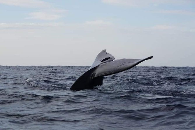 Whale & Dolphin Watching Tour in Trincomalee | Scenic Boat Ride - Key Points Before You Book