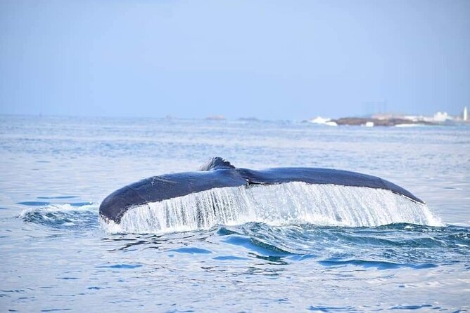 Whale & Dolphin Watching Tour in Trincomalee | Scenic Boat Ride - Leaving Nilaveli for the Open Sea