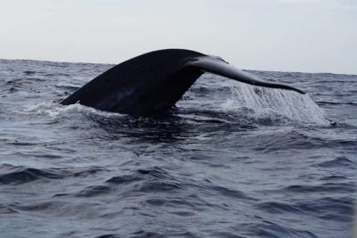 Whale & Dolphin Watching Tour in Trincomalee | Scenic Boat Ride