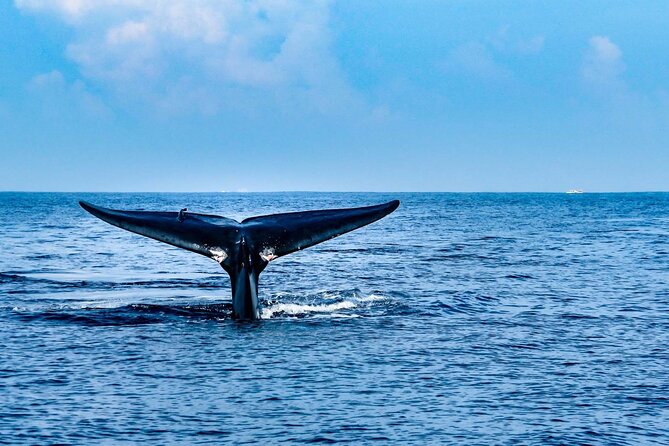 Whale & Dolphin Watching Trincomalee - Key points to know before you book