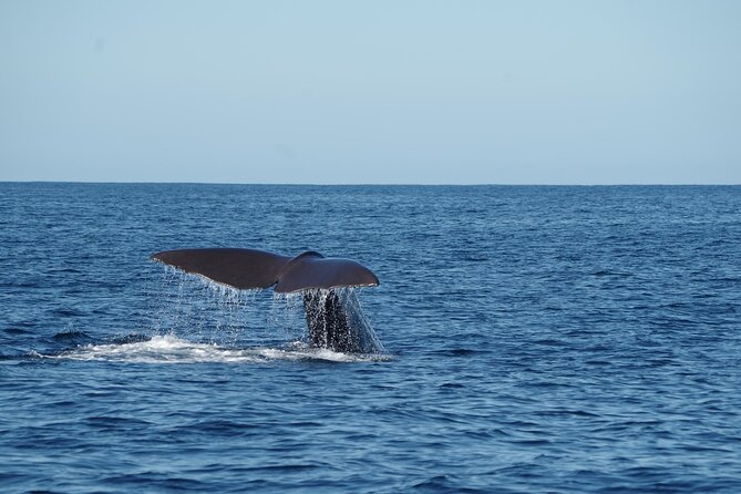 Whale & Dolphin Watching Trincomalee - Dolphins can change the mood of the morning