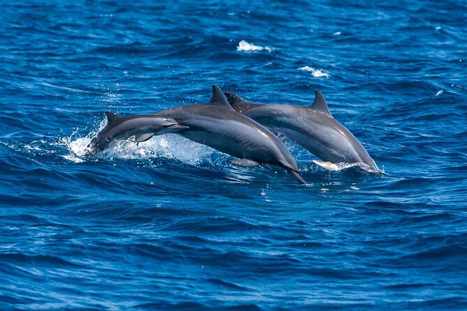 Whale & Dolphin Watching Trincomalee - A picnic breakfast at sea