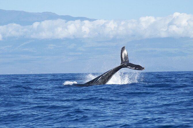 Whale & Dolphin Watching Trincomalee - A realistic morning schedule
