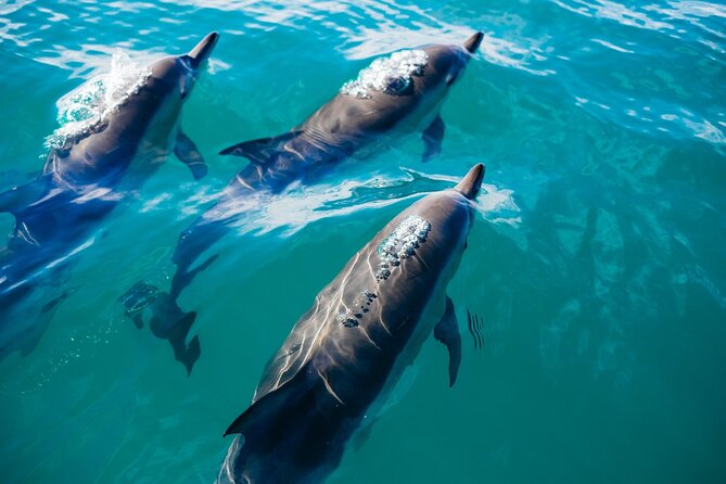 Whale & Dolphin Watching Trincomalee - The east coast whale search