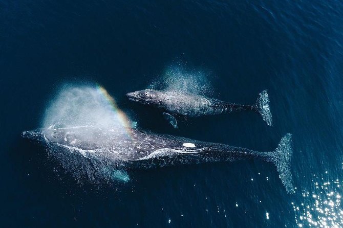 Whale Watching Experience in Mirissa - Key points to know before booking