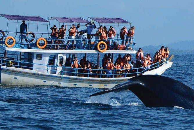 Whale Watching Experience in Mirissa - Leaving Mirissa at 6:00 am