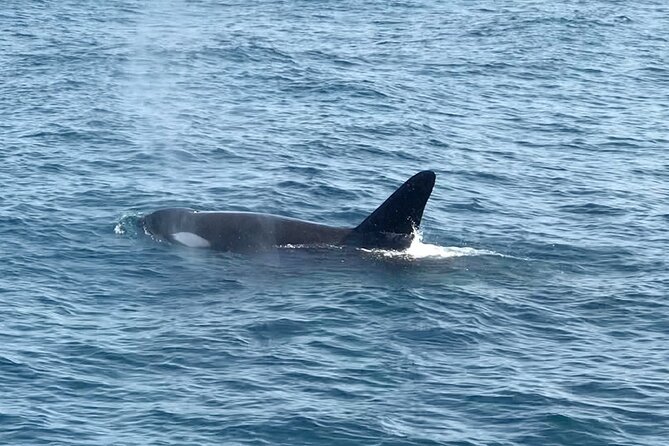 Whale Watching Mirissa Ultimate Tour in Sri Lanka with Breakfast - Starting at Mirissa Fisheries Harbour at 7:00 AM