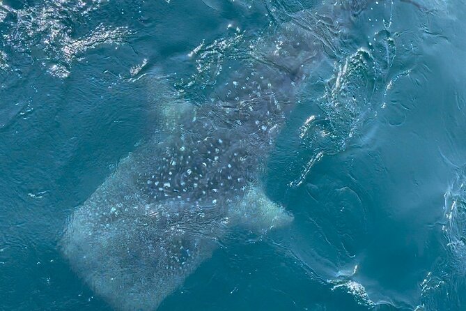 Whale Watching Mirissa Ultimate Tour in Sri Lanka with Breakfast - Breakfast, fruit, and practical comforts onboard