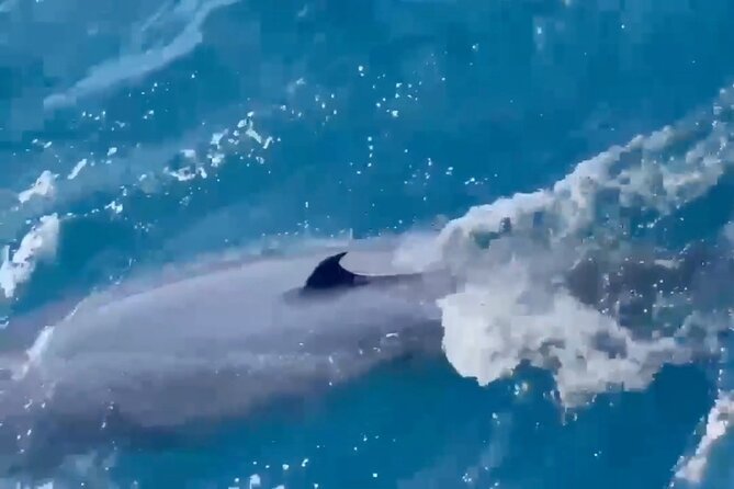 Whale Watching Mirissa Ultimate Tour in Sri Lanka with Breakfast - Is $44 good value for this Mirissa cruise?
