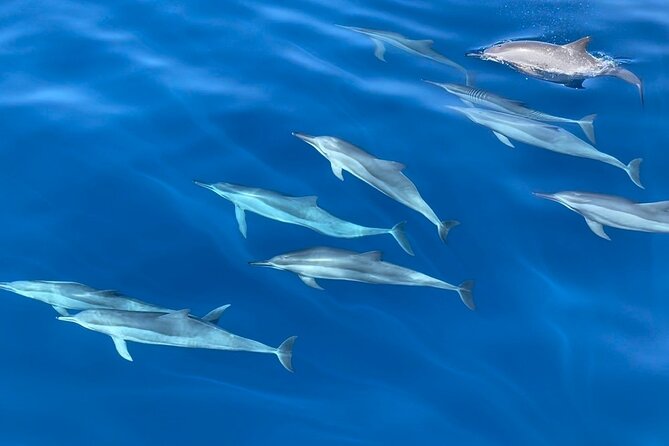 Whale Watching Mirissa Ultimate Tour in Sri Lanka with Breakfast - Who should book this experience