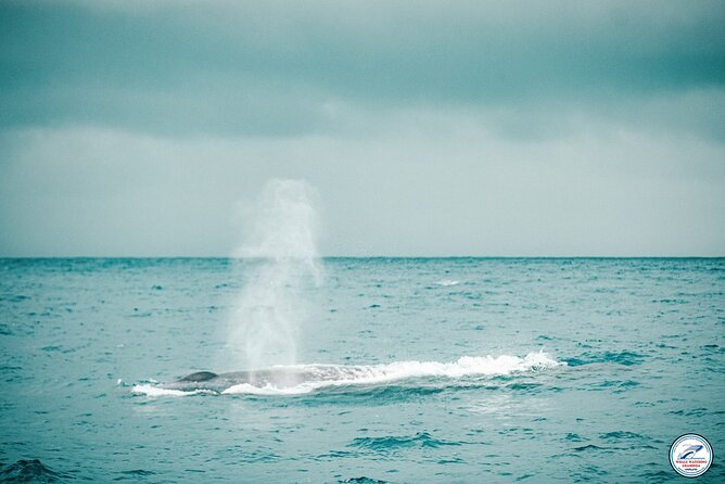 Whale Watching Mirissa Ultimate Tour in Sri Lanka with Breakfast - Three to four hours searching open water